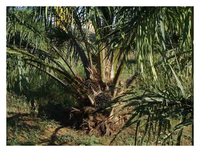 You are currently viewing Pada aras harga minyak mentah sawit sekitar RM4000/tan di masa ini, adakah berbaloi melakukan penanaman semula dengan anak benih DxP terkini yang berhasil awal dan tinggi?