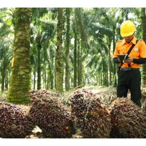 Memotong buah sawit dari pokok tinggi memerlukan pemotong yang mahir, apatah lagi di masa kini yang kekurangan tenaga buruh untuk sektor pertanian. Justeru itu, maka dicadangkan pokok berumur 22 tahun (pandangan peribadi) ditanam semula sebagai kaedah penyelesaian isu buruh asing di samping kaedah ini juga berbaloi?