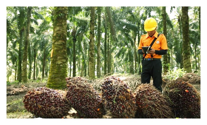 You are currently viewing Memotong buah sawit dari pokok tinggi memerlukan pemotong yang mahir, apatah lagi di masa kini yang kekurangan tenaga buruh untuk sektor pertanian. Justeru itu, maka dicadangkan pokok berumur 22 tahun (pandangan peribadi) ditanam semula sebagai kaedah penyelesaian isu buruh asing di samping kaedah ini juga berbaloi?