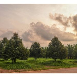 Kaedah penyediaan ladang sawit kini diterapkan ke dalam pembukaan dan pengurusan ladang durian di Malaysia. Di sini, komponen universal yang penting ialah penerapan tumbuhan penutup bumi (cover crops) sebagai baja hijau semula jadi. Beri pandangan editorial teknikal dan berdata (jika ada).