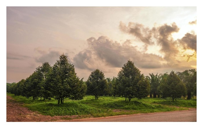 You are currently viewing Kaedah penyediaan ladang sawit kini diterapkan ke dalam pembukaan dan pengurusan ladang durian di Malaysia. Di sini, komponen universal yang penting ialah penerapan tumbuhan penutup bumi (cover crops) sebagai baja hijau semula jadi. Beri pandangan editorial teknikal dan berdata (jika ada).