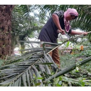 Daun sawit yang terlindung dari pancaran cahaya matahari boleh dipangkas kerana kadar fotosintesis yang rendah di samping juga membazirkan sumber tenaga pokok? Adakah benar kenyataan ini?