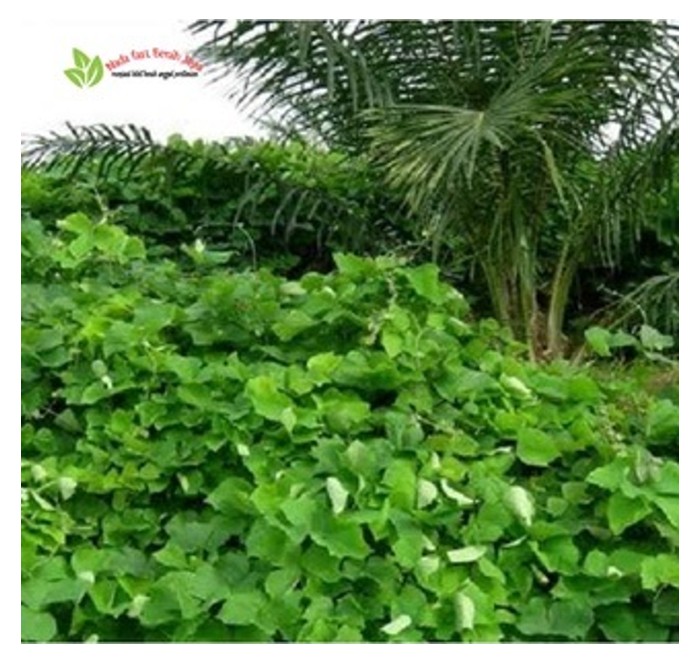 You are currently viewing Mucuna bracteata dianggap sebagai salah satu tumbuhan penutup bumi yang paling cekap di ladang sawit. Apakah kelebihannya berbanding tumbuhan penutup bumi yang lain?