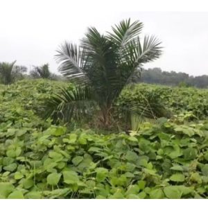 Berapa kos pembangunan tumbuhan penutup bumi Mucuna brateata di atas kebun sawit 10 ekar di Malaysia?