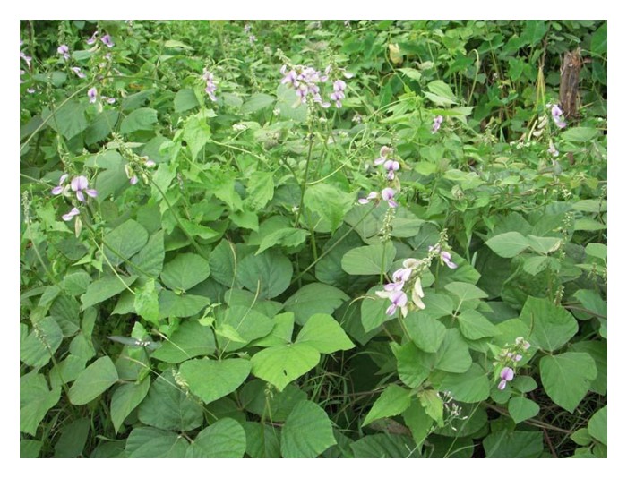 You are currently viewing Senaraikan tumbuhan kekacang penutup bumi yang lengkap di Malaysia, serta perbandingan keberkesanan mereka di ladang sawit belum matang.