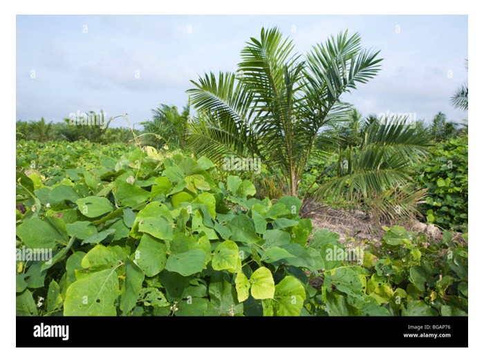 You are currently viewing Perbandingan penjimatan wang baja dan kos kawalan rumpai antara dua kebun sawit yang masing-masing seluas 10 ekar tetapi satu membangunkan tumbuhan penutup bumi Mucuna bracteata pada tiga tahun pertama penanaman sawit, dan satu lagi tidak membangunkan tumbuhan tersebut di Malaysia