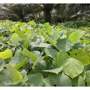 Tidakkah tumbuhan penutup bumi Mucuna bracteata yang rimbun itu menjadi lokasi pembiakan tikus di ladang sawit? Apakah kaedah kawalan?