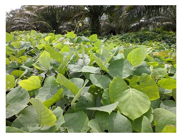 You are currently viewing Tidakkah tumbuhan penutup bumi Mucuna bracteata yang rimbun itu menjadi lokasi pembiakan tikus di ladang sawit? Apakah kaedah kawalan?