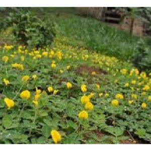 Apakah kelebihan dan kelemahan Arachis pintoi sebagai tumbuhan penutup bumi di ladang sawit Malaysia?