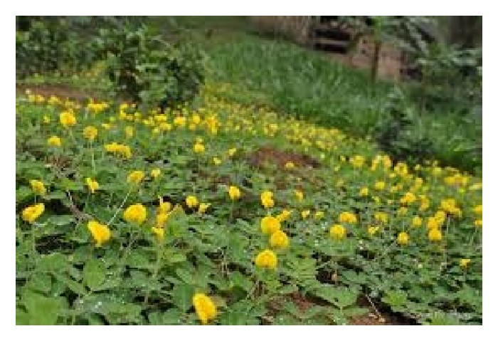 Read more about the article Apakah kelebihan dan kelemahan Arachis pintoi sebagai tumbuhan penutup bumi di ladang sawit Malaysia?