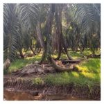 Kejadian penyakit Ganoderma yang berlaku di ladang sawit bertanah gambut boleh dikurangkan melalui pembajaan seimbang ?