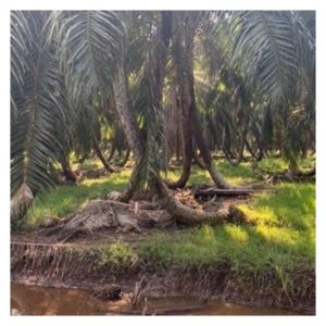 Kejadian penyakit Ganoderma yang berlaku di ladang sawit bertanah gambut boleh dikurangkan melalui pembajaan seimbang ?