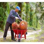 Apa perbezaan antara hasil sawit per hektar di Malaysia dan Indonesia? Apakah penyebabnya ?