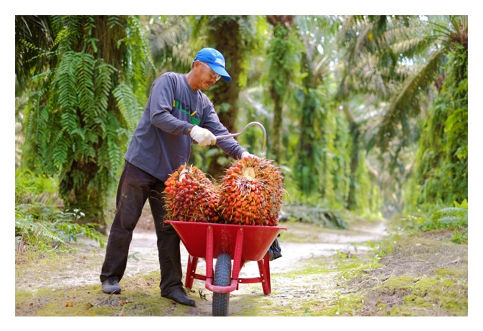 You are currently viewing Apa perbezaan antara hasil sawit per hektar di Malaysia dan Indonesia? Apakah penyebabnya ?