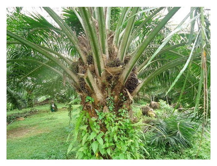 You are currently viewing Sebagai salah sebuah pengeluar minyak sawit yang penting di dunia, berapa keluasan sawit terkini di negara Columbia? Berapa hasil pengeluaran per hektar? Apa cabaran yang dihadapinya?