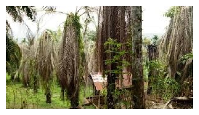You are currently viewing Adakah pengeluar sawit di Amerika Latin seperti Columbia menghadapi serangan penyaki dan perosak sawit yang sama seperti pengeluar sawit di Asia Tenggara, misalnya Malaysia dan Indonesia?