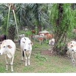 Kenapa mengatakan integrasi ternakan lembu atau kambing di ladang sawit dapat menjimat tenaga buruh di samping meningkatkan hasil sawit?