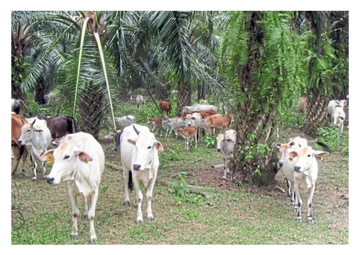 Read more about the article Kenapa mengatakan integrasi ternakan lembu atau kambing di ladang sawit dapat menjimat tenaga buruh di samping meningkatkan hasil sawit?
