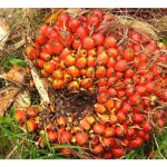 Apa ciri yang ada pada sawit Tanzania dan Angola di Afrika sehingga MPOB sanggup menerapkan ciri-ciri tersebut ke dalam program pembiakbakaan mereka ?