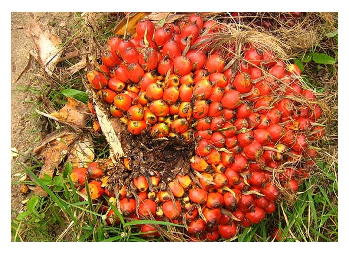 Read more about the article Apa ciri yang ada pada sawit Tanzania dan Angola di Afrika sehingga MPOB sanggup menerapkan ciri-ciri tersebut ke dalam program pembiakbakaan mereka ?