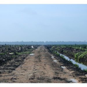 Berapa besar pelepasan karbon dalam pembangunan ladang sawit baru sehingga isu ini menegangkan hubungan antara Kesatuan Eropah dan negara pengeluar sawit di Asia Tenggara?