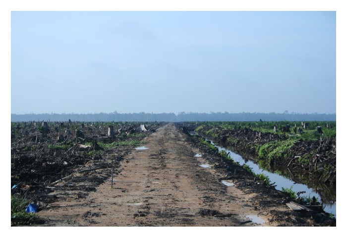 You are currently viewing Berapa besar pelepasan karbon dalam pembangunan ladang sawit baru sehingga isu ini menegangkan hubungan antara Kesatuan Eropah dan negara pengeluar sawit di Asia Tenggara?