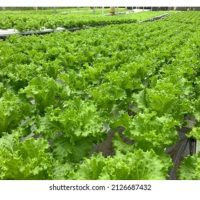 Adakah kebun bersijil MyOrganic atau MyGAP tidak boleh menggunakan baja kimia langsung?