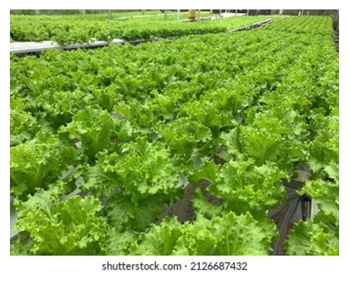 Read more about the article Adakah kebun bersijil MyOrganic atau MyGAP tidak boleh menggunakan baja kimia langsung?