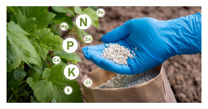 You are currently viewing Nisbah pulangan terhadap kos (return on investment, ROI) adalah kayu ukur untuk menentukan kebolehlangsungan suatu projek. Justeru, apakah nisbah ROI untuk penggunaan baja premium (berkualiti tinggi dan lebih mahal) berbanding baja biasa?