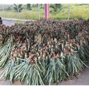 Bahan tanaman nanas mana satu lebih baik, benih sulur atau benih kultur tisu?