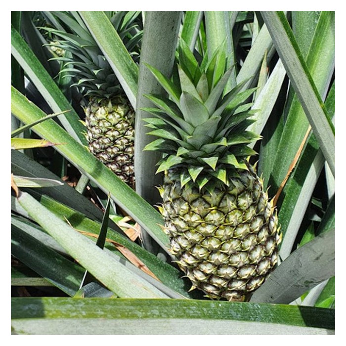 You are currently viewing Secara umum, nanas sesuai ditanami di tanah gambut dan berhasil baik, namun, kenapa MD2 pula tumbuh lebih baik di tanah mineral?