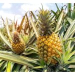 Antara baja kalium sulfat (SOP) dan kalium klorida (KCl), mana satu lebih baik untuk tanaman nanas?