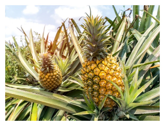 Read more about the article Antara baja kalium sulfat (SOP) dan kalium klorida (KCl), mana satu lebih baik untuk tanaman nanas?