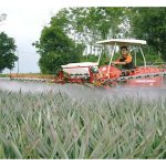 Di Malaysia, bolehkah ladang nanas diurus secara mekanisasi termasuk menyemai anak benih, mengaruh bunga dan kutipan hasil?