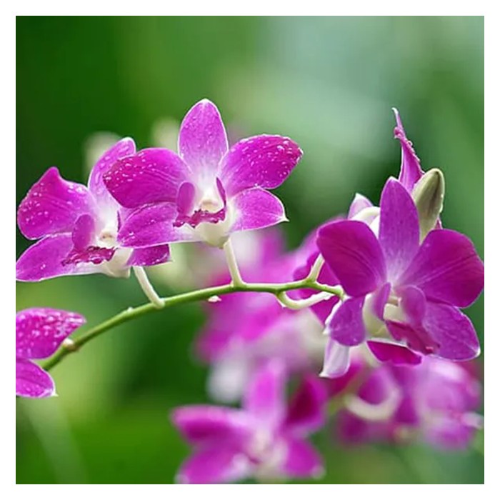 Read more about the article Apakah spesies orkid paling popular di Malaysia serta mana satu paling banyak dieksport?