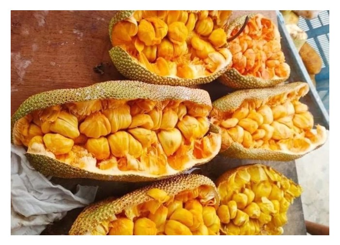 You are currently viewing Adakah aroma kuat dari cempedak adalah hasil rangsangan unsur sulfat dalam baja?