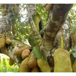 Mutu buah Cempedak boleh ditingkatkan dengan baja SOP selain baja standard yang lain?