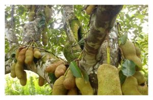 Mutu buah Cempedak boleh ditingkatkan dengan baja SOP selain baja standard yang lain?