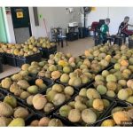 Hebahan media sosial menunjukkan bekalan durian di pasaran melimpah sehingga harga menurun ketara. Adakah keadaan ini mengimplikasi keuntungan petani durian bakal berhadapan dengan ‘leher botol’ (bottle neck) ?