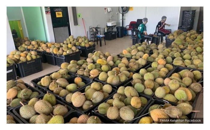 Read more about the article Hebahan media sosial menunjukkan bekalan durian di pasaran melimpah sehingga harga menurun ketara. Adakah keadaan ini mengimplikasi keuntungan petani durian bakal berhadapan dengan ‘leher botol’ (bottle neck) ?