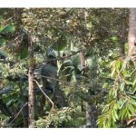 Ada petani durian di Indonesia menanam pada jarak 3-5m atau 7-10m, kepadatan ini amat mencabar terhadap tumbesaran dan produktiviti pokok?