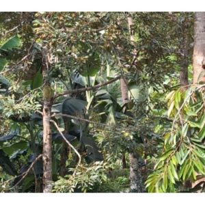 Ada petani durian di Indonesia menanam pada jarak 3-5m atau 7-10m, kepadatan ini amat mencabar terhadap tumbesaran dan produktiviti pokok?