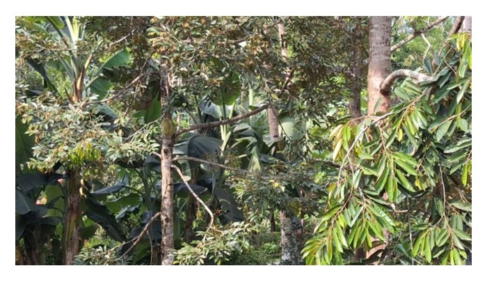 You are currently viewing Ada petani durian di Indonesia menanam pada jarak 3-5m atau 7-10m, kepadatan ini amat mencabar terhadap tumbesaran dan produktiviti pokok?