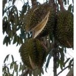 Bagaimana menyelaras nisbah kalsium, magnesium dan kalium untuk meningkatkan kapasiti pertukaran kation (CEC) tanah supaya mengelak buah duriam di atas pokok merekah di samping meningkatkan kualiti buah?