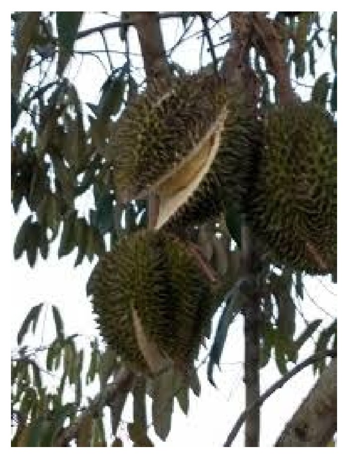 You are currently viewing Bagaimana menyelaras nisbah kalsium, magnesium dan kalium untuk meningkatkan kapasiti pertukaran kation (CEC) tanah supaya mengelak buah duriam di atas pokok merekah di samping meningkatkan kualiti buah?