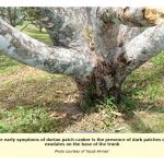 Bolehkah kulat Phytophthora palmivora yang menyebabkan penyakit kanker batang pada pokok durian ditangani dengan aplikasi agen kawalan biologi berkala seperti kulat Tricoderma spp. dan Steptomyces spp.?