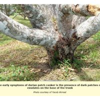 Bolehkah kulat Phytophthora palmivora yang menyebabkan penyakit kanker batang pada pokok durian ditangani dengan aplikasi agen kawalan biologi berkala seperti kulat Tricoderma spp. dan Steptomyces spp.?