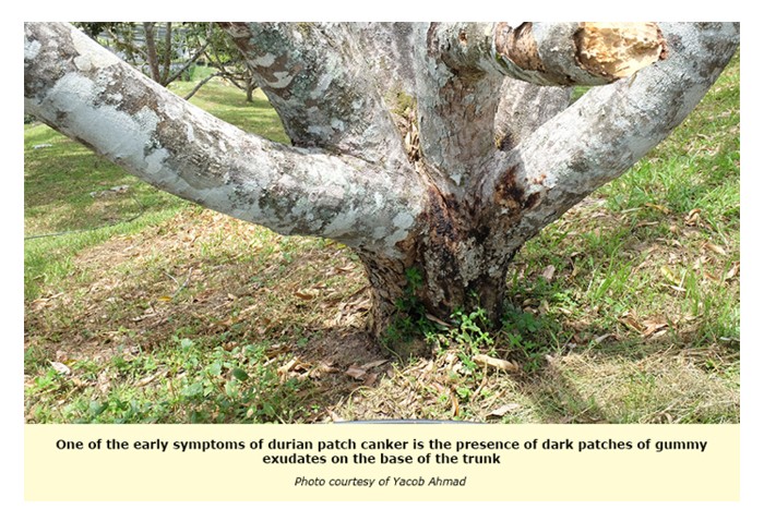 You are currently viewing Bolehkah kulat Phytophthora palmivora yang menyebabkan penyakit kanker batang pada pokok durian ditangani dengan aplikasi agen kawalan biologi berkala seperti kulat Tricoderma spp. dan Steptomyces spp.?