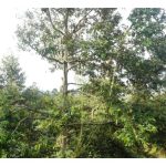 Apakah teknik yang boleh digunakan untuk menangani gejala penuaan tidak normal tanaman durian yang berumur 10 tahun? Memotong lilitan di dahan atau batang pokok? Proses pemudaan ? Atau aplikasi hormon akar untuk menyelesaikan masalah ini ?