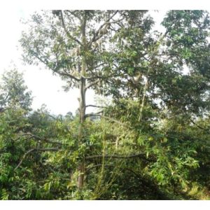 Apakah teknik yang boleh digunakan untuk menangani gejala penuaan tidak normal tanaman durian yang berumur 10 tahun? Memotong lilitan di dahan atau batang pokok? Proses pemudaan ? Atau aplikasi hormon akar untuk menyelesaikan masalah ini ?